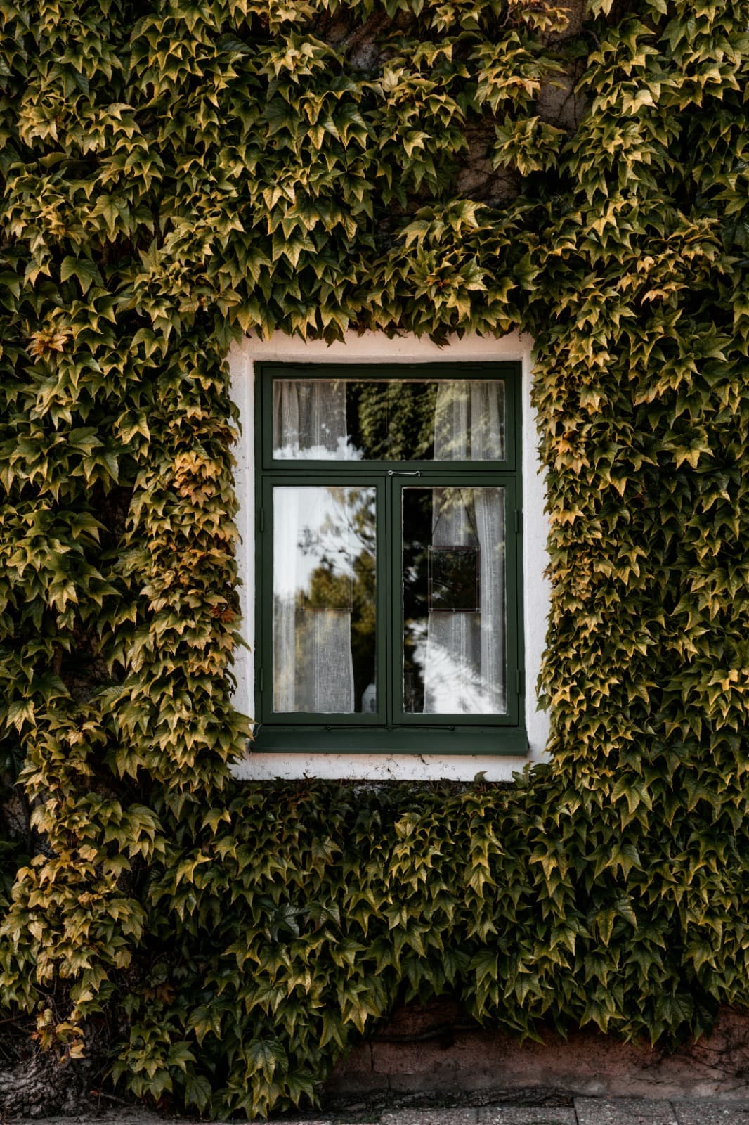 Traditional timber window restoration